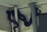 סיוט מהסרטים: סוכן נדל"ן גילה בית מפוצץ בנחשים | צפו