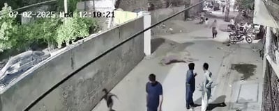 תיעוד מלחיץ: אריה ׳המחמד׳ התנפל על הולכי רגל באמצע הרחוב - שלושה נפצעו 