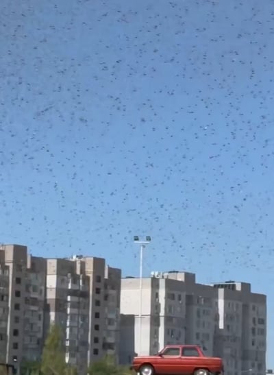 מכת ארבה קשה בדרום אוקראינה - בגלל המלחמה עם רוסיה | תיעוד