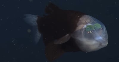 דג הבארלאיי הפסיפי