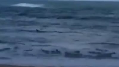 "לצאת מהמים מיד!": כריש נצפה בחוף נווה ים שבמועצה האזורית חוף הכרמל
