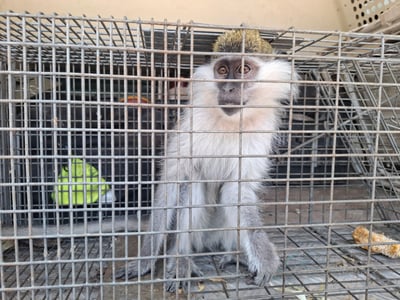 אחרי שלושה חודשים בשטח החקלאי: קופת הגנון הירוק נלכדה והועברה לשיקום
