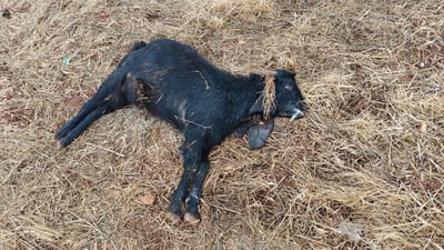 אחת העיזים שמתו בהרעלה