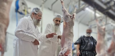  חברי בד"ץ 'נווה ציון' בשחיטת כבשים בספרד 