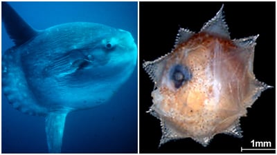 לפני ואחרי - דג שמש האוקיינוס