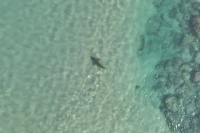 הכריש בתחנת הכח בחדרה