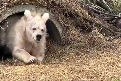 הדובה מתעוררת אחרי תרדמת החורף