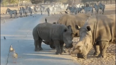 הקרנף רעי בספארי