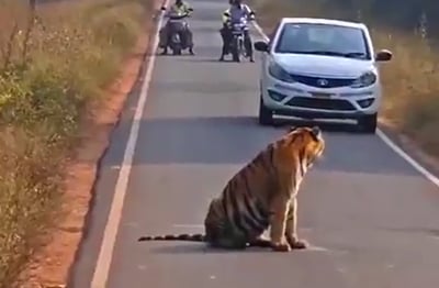 הנמר שחסם את הכביש
