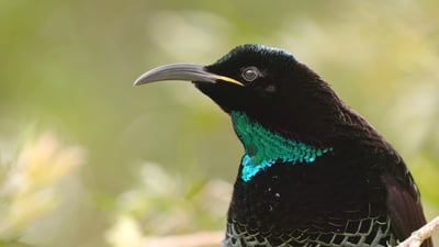 הציפור ששימשה להשראה