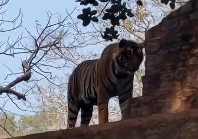 הטיגריס שצפה על התיירים