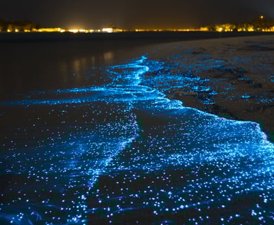 חופי הכוכבים במלדיביים