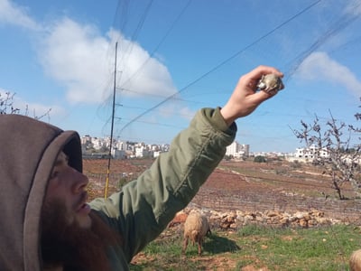 פלסטינים פרסו מלכודות ל'ציפורי שיר'; רועה צאן יהודי תפס אותם על חם | תיעוד