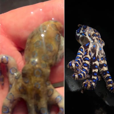 נשיכה בודדת הורגת 26 בני אדם: התייר העלה סרטון - והוא לא ידע מה הוא מחזיק 