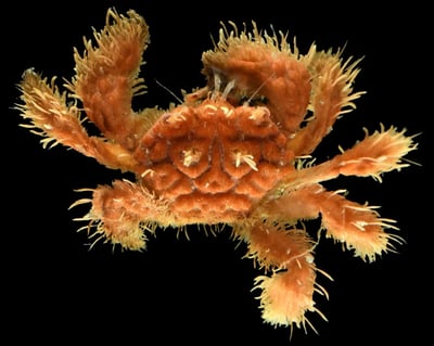 סרטן מסוג פילומינד (pilumnid crab) שנמצא במהלך המחקר