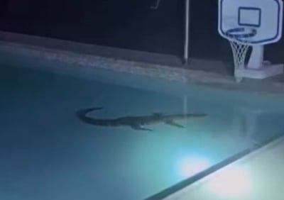 התנין בבריכה