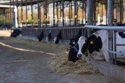 מושב בית הלל, אתמול