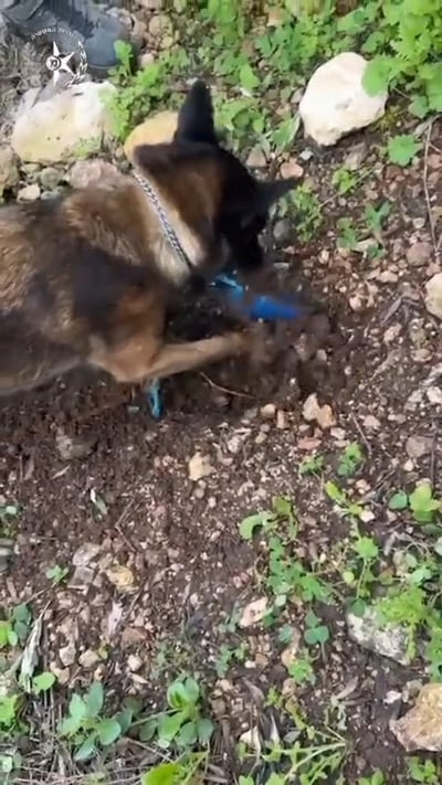 "יש עוד יש עוד" | הכלב המשטרתי חפר באדמה - זה מה שהוא מצא שם