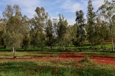 סמוך לגבול עזה