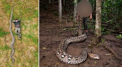 הנחש הארוך ביותר