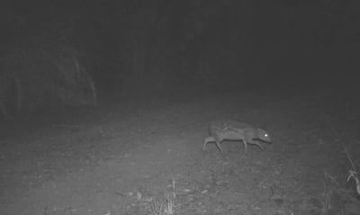 אייל עכברי כפי שנתפס בעדשת מצלמת האבטחה