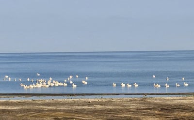 להקת השקנאים בכנרת, הבוקר