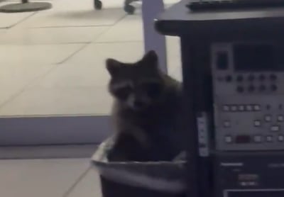 הדביבון שהתגלה בפח