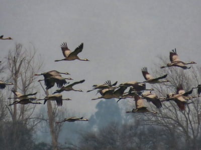 העגורים באגמון החולה