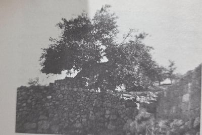 צילום של עץ ישעיהו הנביא בירושלים משנת 1932