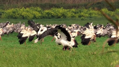 עגורים, חסידות ועופות דורסים: 'פקק נדידה' באגמון החולה | תיעוד עוצר נשימה
