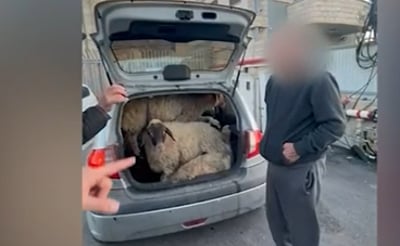 כזה עוד לא היה: שניים מהצפון גנבו 5 כבשים ב...מכונית מיני | צפו בתיעוד