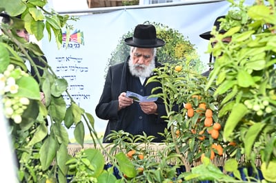 הגר"ש מחפוד בברכת האילנות במתחם הסופרים בב"ב