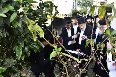 הגרמ"ה הירש בברכת האילנות