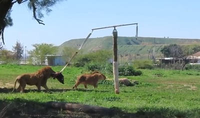 האריות בספארי התלהבו: הצוות תלה פגר של חיה - זו הסיבה • צפו