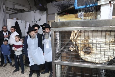 המקובל הגה"צ רבי דוד בצרי באפיית מצות