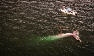 החוקרים בספינה בסמוך ללוויתן