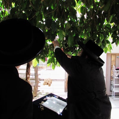 חג הפסח בחצה"ק ז'מיגראד