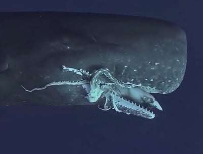 קרב ענקיים באוקיינוס: לווייתן נלכד בעדשה כשהוא טורף דיונון ענקי 