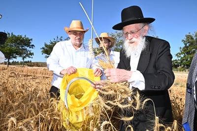 הגרב"ד פוברסקי והגר"ש גלאי בקצירת חיטים