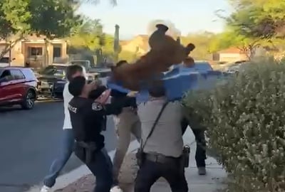 6 גברים מול דוב אחד: חילוץ יוצא דופן תועד באריזונה | צפו