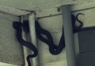 סיוט מהסרטים: סוכן נדל"ן גילה בית מפוצץ בנחשים | צפו