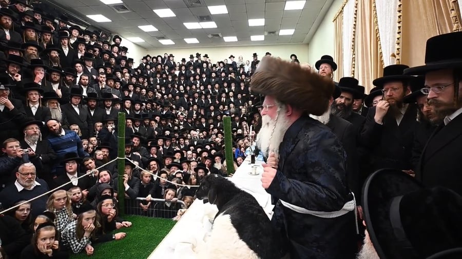 ט"ו בשבט ומעמד פדיון 'פטר חמור' בנדבורנה ירושלים