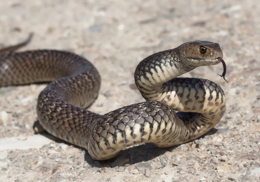 למרות החורף: ילד בן שמונה הוכש על ידי נחש ופונה למחלקת טיפול נמרץ