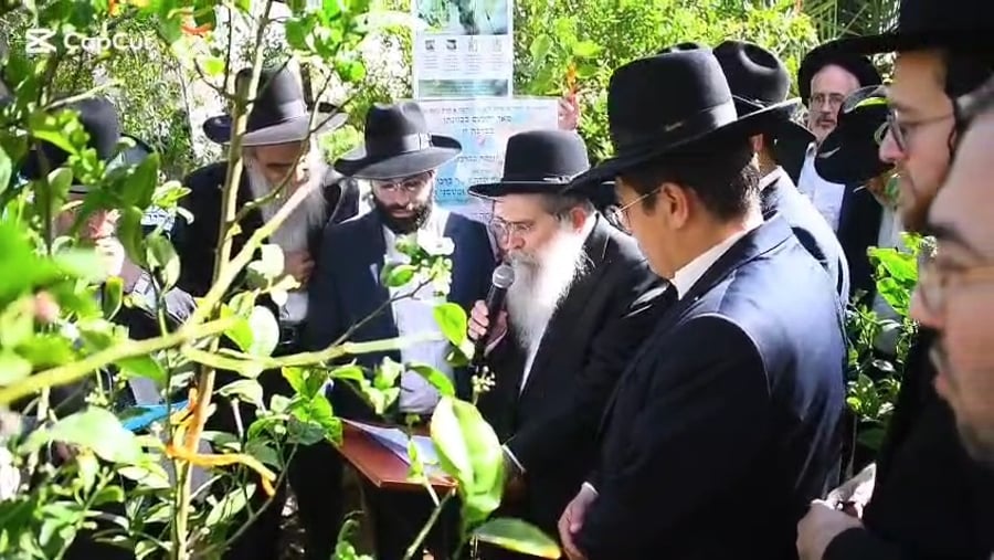 הגר"ש שטיינמן בברכת האילנות