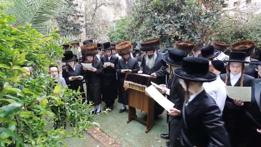 האדמו"ר מזוטשקא בברכת האילנות