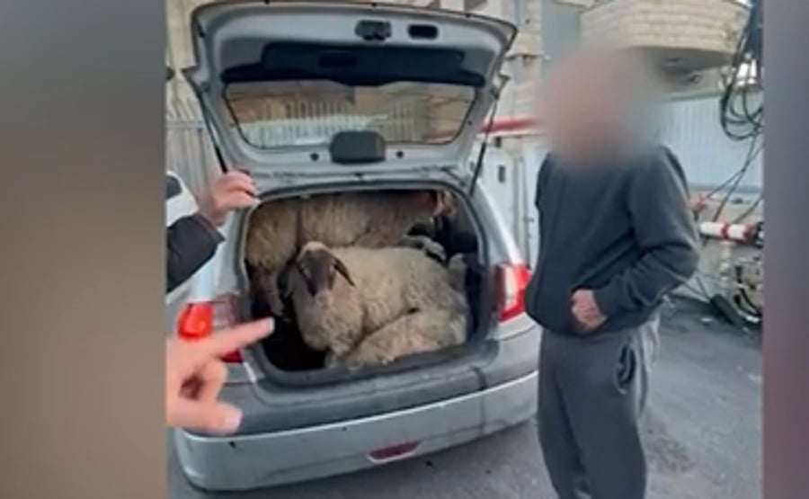 כזה עוד לא היה: שניים מהצפון גנבו 5 כבשים ב...מכונית מיני | צפו בתיעוד