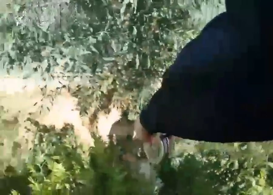 מצוד בטמרה