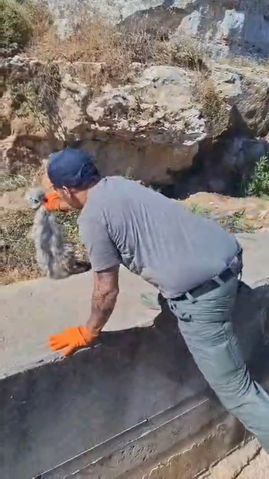 החילוץ של הגור