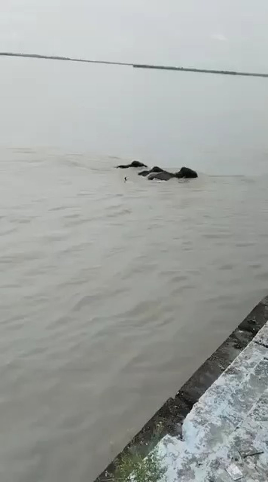 עשרות קילומטרים: חמישה פילים נסחפו מנפאל להודו
