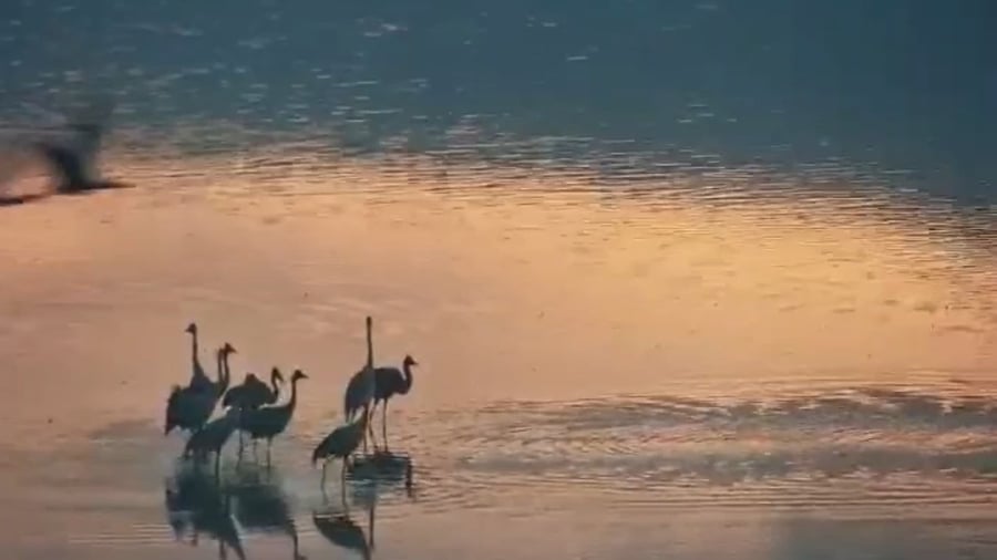 העגורים הראשונים באגמון החולה